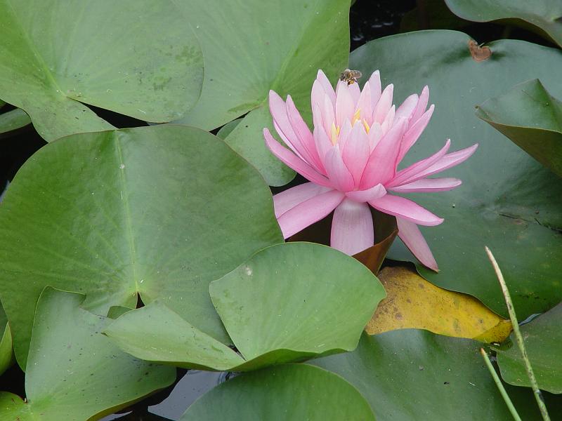 booroowhangary-nov09 030.jpg